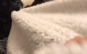 Dog Tries to Steal Blanket From Owner - Animals - VIDEOTIME.COM
