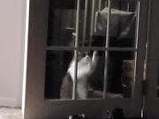 Cat Scratches at Door
