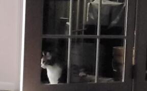 Cat Scratches at Door - Animals - VIDEOTIME.COM