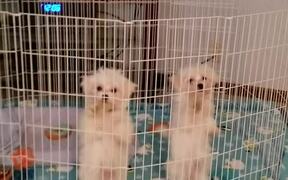 Cute Dog Duo Dancing in Sync - Animals - VIDEOTIME.COM
