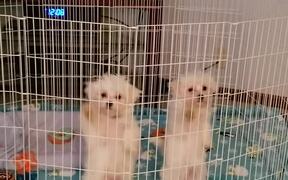 Cute Dog Duo Dancing in Sync