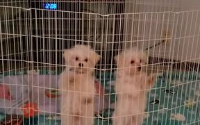 Cute Dog Duo Dancing in Sync - Animals - VIDEOTIME.COM