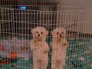 Cute Dog Duo Dancing in Sync
