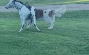 Dog Celebrates Birthday With Donkey - Animals - VIDEOTIME.COM