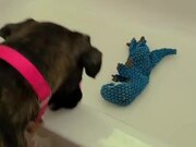 Dog Asks Owner to Retrieve Toy From Bathtub