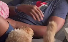 Dog Refuses to Remove Paw From Owner's Arm - Animals - VIDEOTIME.COM