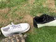 Tortoise Headbutts Only Black Shoe in Lineup