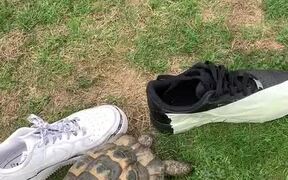 Tortoise Headbutts Only Black Shoe in Lineup - Animals - VIDEOTIME.COM