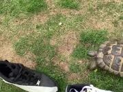Tortoise Headbutts Only Black Shoe in Lineup