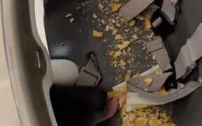Dog Eats Food Off Messy Baby Chair - Animals - VIDEOTIME.COM