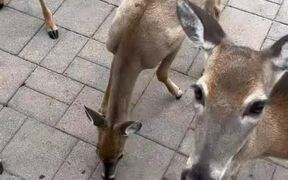 Person Offers Snacks to Herd of Deers - Animals - VIDEOTIME.COM