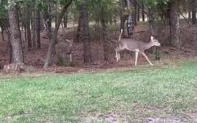 Person Offers Snacks to Herd of Deers - Animals - VIDEOTIME.COM