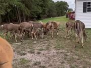 Person Offers Snacks to Herd of Deers - Animals - Y8.COM