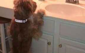 Puppy Barks at Her Own Reflection in Mirror - Animals - VIDEOTIME.COM