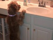 Puppy Barks at Her Own Reflection in Mirror