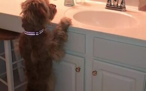 Puppy Barks at Her Own Reflection in Mirror - Animals - VIDEOTIME.COM