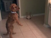 Puppy Barks at Her Own Reflection in Mirror