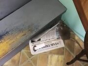 Rat Attempts to Climb Stairs With Newspaper