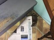 Rat Attempts to Climb Stairs With Newspaper