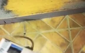 Rat Attempts to Climb Stairs With Newspaper - Animals - VIDEOTIME.COM