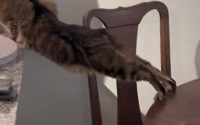 Cat Eats Food From Bowl in Hilarious Pose - Animals - VIDEOTIME.COM