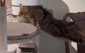 Cat Eats Food From Bowl in Hilarious Pose