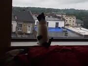 Cat Hilariously Jumps at Window to Catch Bug