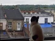 Cat Hilariously Jumps at Window to Catch Bug - Animals - Y8.COM