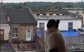 Cat Hilariously Jumps at Window to Catch Bug