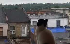 Cat Hilariously Jumps at Window to Catch Bug - Animals - Videotime.com