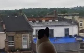 Cat Hilariously Jumps at Window to Catch Bug - Animals - VIDEOTIME.COM
