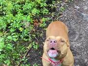 Staffy Howls to Help An Owner Find Their Other Dog