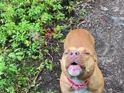 Staffy Howls to Help An Owner Find Their Other Dog