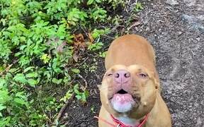 Staffy Howls to Help An Owner Find Their Other Dog - Animals - VIDEOTIME.COM