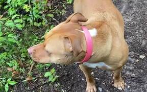 Staffy Howls to Help An Owner Find Their Other Dog - Animals - VIDEOTIME.COM