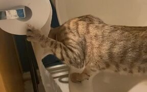 Cat Unrolls and Shreds Toilet Paper