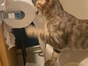 Cat Unrolls and Shreds Toilet Paper