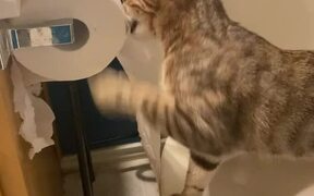Cat Unrolls and Shreds Toilet Paper - Animals - VIDEOTIME.COM