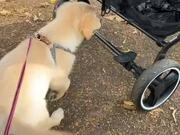 Golden Retriever Puppy Hops Into Stroller