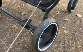 Golden Retriever Puppy Hops Into Stroller - Animals - VIDEOTIME.COM
