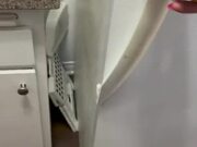 Puppy Sits Inside Refrigerator to Cool Down