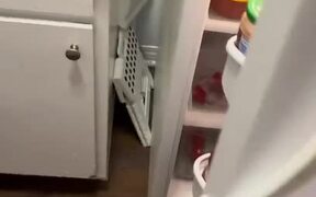 Puppy Sits Inside Refrigerator to Cool Down - Animals - VIDEOTIME.COM