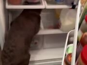 Puppy Sits Inside Refrigerator to Cool Down