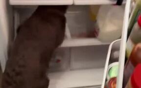 Puppy Sits Inside Refrigerator to Cool Down - Animals - VIDEOTIME.COM
