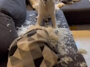 Dog Rips Pillow on Couch