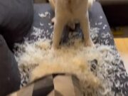 Dog Rips Pillow on Couch