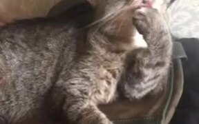 TEO Cat Mob - Animals - VIDEOTIME.COM