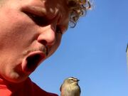Bird Shows Zero Fear When A Man Puts It In A Mouth