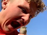 Bird Shows Zero Fear When A Man Puts It In A Mouth