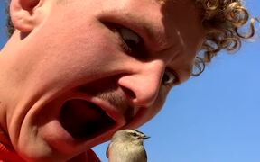 Bird Shows Zero Fear When A Man Puts It In A Mouth - Animals - VIDEOTIME.COM